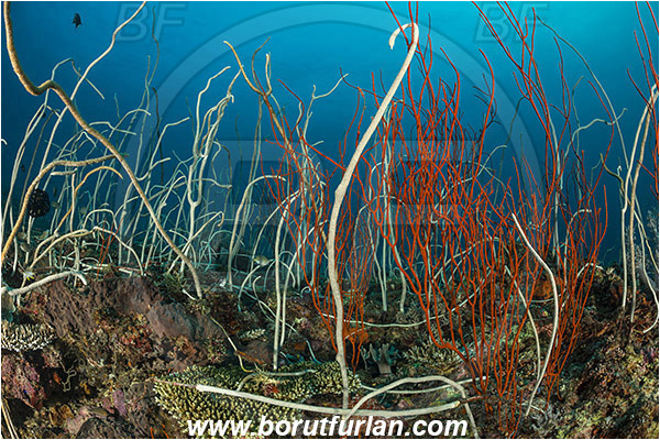 Teluk Cendrawasih, Papua, Indonesia, Junceella fragilis, Junceella rubra, Junceella, Ellisellidae, Anthozoa, Cnidaria, Cnidarian, Red sea whip, Sea whip, Whip coral, Coral, Reef
