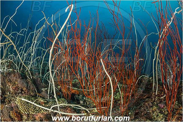 Teluk Cendrawasih, Papua, Indonesia, Junceella fragilis, Junceella rubra, Junceella, Ellisellidae, Anthozoa, Cnidaria, Cnidarian, Red sea whip, Sea whip, Whip coral, Coral, Reef