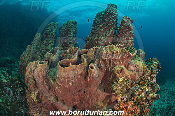 Teluk Cendrawasih, Papua, Indonesia, Xestospongia testudinaria, Xestospongia, Petrosiidae, Red Barrel Sponge, Sponge, Porifera, Reef