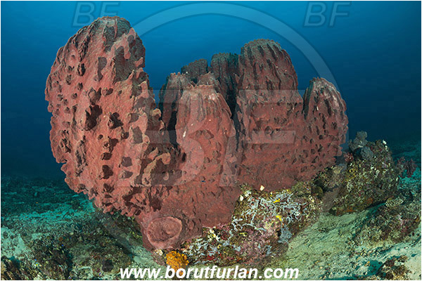 Teluk Cendrawasih, Papua, Indonesia, Xestospongia testudinaria, Xestospongia, Petrosiidae, Red Barrel Sponge, Sponge, Porifera, Reef