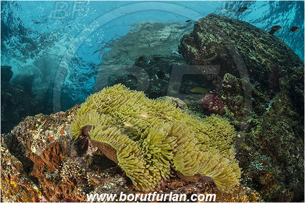 Teluk Cendrawasih, Papua, Indonesia, Heteractis magnifica, Heteractis, Stichodactylidae, Magnificent Sea Anemone, Anemone, Anthozoa, Cnidaria, Cnidarian, Reef