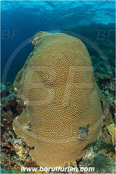 Teluk Cendrawasih, Papua, Indonesia, Diploastrea heliopora, Diploastrea, Diploastreidae, Honeycomb coral, Coral, Anthozoa, Cnidaria, Cnidarian, Reef