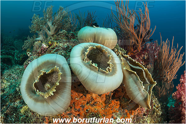 Teluk Cendrawasih, Papua, Indonesia, Amplexidiscus fenestrafer, Amplexidiscus, Discosomidae, Elephant Ear Anemone, Giant Cup Mushroom, Anemone, Anthozoa, Cnidaria, Cnidarian, Reef