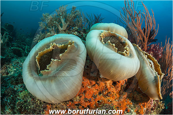Teluk Cendrawasih, Papua, Indonesia, Amplexidiscus fenestrafer, Amplexidiscus, Discosomidae, Elephant Ear Anemone, Giant Cup Mushroom, Anemone, Anthozoa, Cnidaria, Cnidarian, Reef