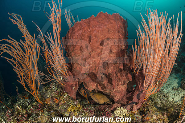 Teluk Cendrawasih, Papua, Indonesia, Ellisella sp., Ellisella, Ellisellidae, Anthozoa, Cnidaria, Cnidarian, Sea whip, Whip coral, Coral, Xestospongia testudinaria, Xestospongia, Petrosiidae, Red Barrel Sponge, Sponge, Porifera, Reef