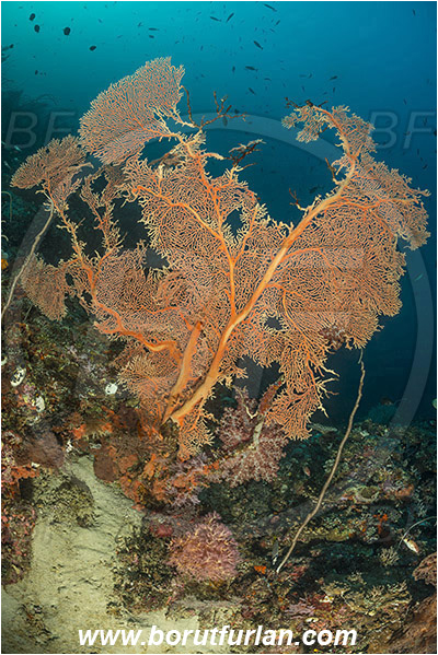 Teluk Cendrawasih, Papua, Indonesia, Annella mollis, Annella, Subergorgiidae, Gorgonian Sea Fan, Giant Sea Fan, Gorgonia, Anthozoa, Cnidaria, Cnidarian, Reef