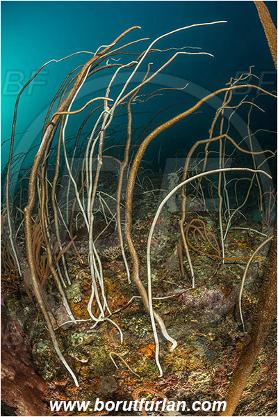 Teluk Cendrawasih, Papua, Indonesia, Junceella fragilis, Junceella, Ellisellidae, Anthozoa, Cnidaria, Cnidarian, Sea whip, Whip coral, Coral, Reef