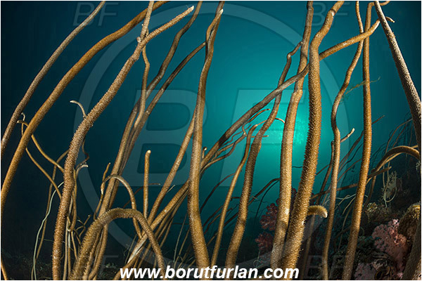 Teluk Cendrawasih, Papua, Indonesia, Junceella fragilis, Junceella, Ellisellidae, Anthozoa, Cnidaria, Cnidarian, Sea whip, Whip coral, Coral, Reef