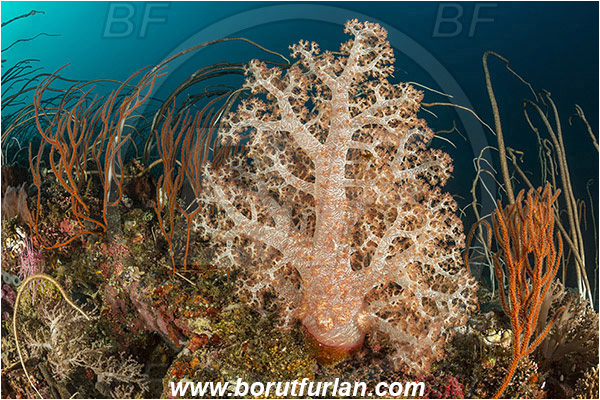 Teluk Cendrawasih, Papua, Indonesia, Dendronephthya sp., Dendronephthya, Nephtheidae, Soft coral, Junceella rubra, Junceella, Ellisellidae, Red sea whip, Coral, Anthozoa, Cnidaria, Cnidarian, Reef