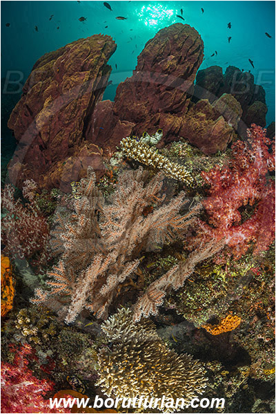 Teluk Cendrawasih, Papua, Indonesia, Xestospongia testudinaria, Xestospongia, Petrosiidae, Red Barrel Sponge, Sponge, Porifera, Melithaea sp., Melithaea, Melithaeidae, Sea fan, Coral, Cnidaria, Cnidarian, Reef