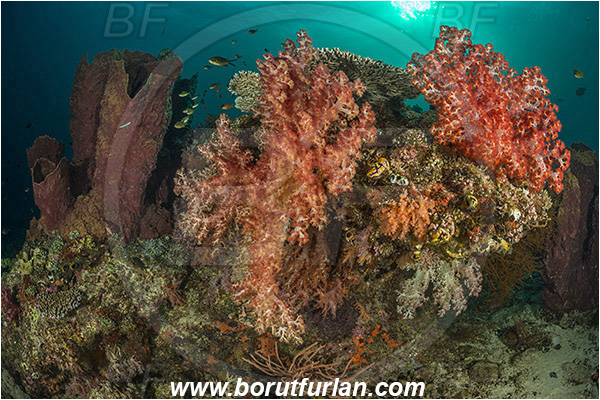 Teluk Cendrawasih, Papua, Indonesia, Xestospongia testudinaria, Xestospongia, Petrosiidae, Red Barrel Sponge, Sponge, Porifera, Dendronephthya sp., Dendronephthya, Nephtheidae, Soft coral, Coral, Anthozoa, Cnidaria, Cnidarian, Reef