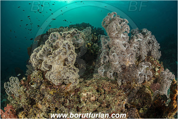 Teluk Cendrawasih, Papua, Indonesia, Dendronephthya sp., Dendronephthya, Nephtheidae, Soft coral, Coral, Anthozoa, Cnidaria, Cnidarian, Reef