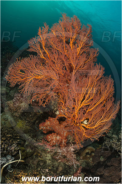 Teluk Cendrawasih, Papua, Indonesia, Melithaea sp., Melithaea, Melithaeidae, Sea fan, Coral, Cnidaria, Cnidarian, Reef