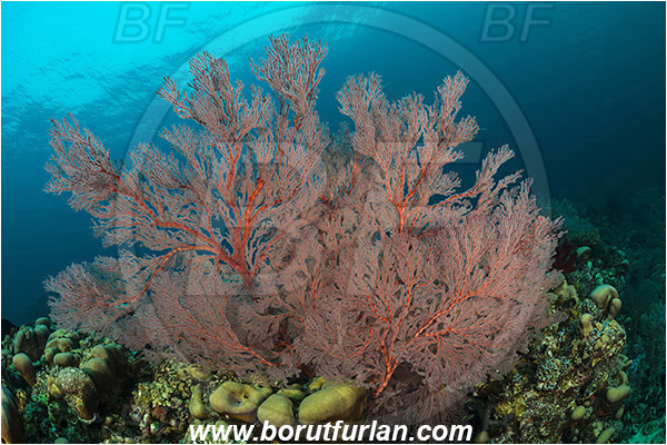 Teluk Cendrawasih, Papua, Indonesia, Melithaea sp., Melithaea, Melithaeidae, Sea fan, Coral, Cnidaria, Cnidarian, Reef