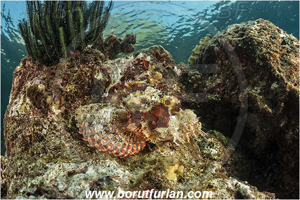 Teluk Cendrawasih, Papua, Indonesia, Scorpaenopsis oxycephala, Scorpaenopsis, Scorpaenidae, Tassled Scorpionfish, Scorpionfish, Fish, Reef