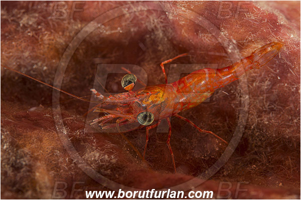 Teluk Cendrawasih, Papua, Indonesia, Cinetorhynchus sp., Cinetorhynchus, Rhynchocinetidae, Decapoda, Dancing Shrimp, Shrimp, Crustacea, Crustacean