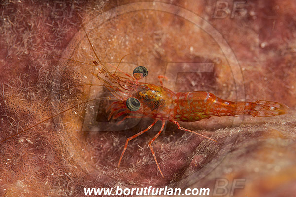 Teluk Cendrawasih, Papua, Indonesia, Cinetorhynchus sp., Cinetorhynchus, Rhynchocinetidae, Decapoda, Dancing Shrimp, Shrimp, Crustacea, Crustacean