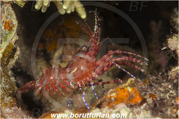 Teluk Cendrawasih, Papua, Indonesia, Saron sp., Saron, Hippolytidae, Marbled shrimp, Shrimp, Decapoda, Crustacea, Crustacean