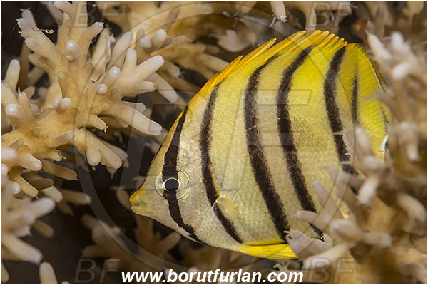 Teluk Cendrawasih, Papua, Indonesia, Chaetodon octofasciatus, Chaetodon, Chaetodontidae, Eightband Butterflyfish, Butterflyfish, Fish, Juvenile