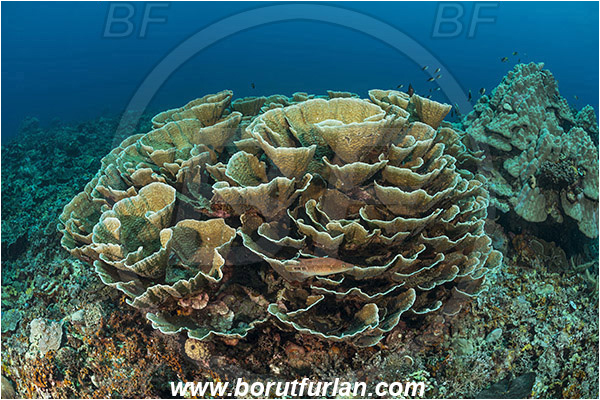 Teluk Cendrawasih, Papua, Indonesia, Echinopora pacifica, Echinopora, Merulinidae, Anthozoa, Cnidaria, Cnidarian, Hedgehog Coral, Coral, Reef