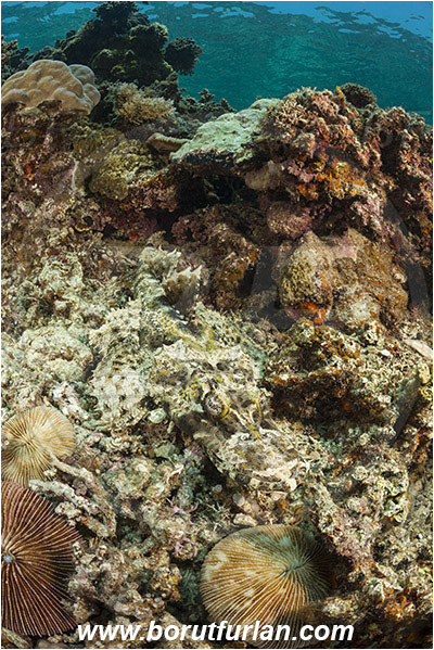 Teluk Cendrawasih, Papua, Indonesia, Papilloculiceps longiceps, Papilloculiceps, Platycephalidae, Tentacled flathead, Flathead, Fish, Reef, Camouflage