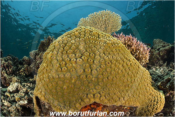 Teluk Cendrawasih, Papua, Indonesia, Diploastrea heliopora, Diploastrea, Diploastreidae, Honeycomb coral, Coral, Anthozoa, Cnidaria, Cnidarian, Reef