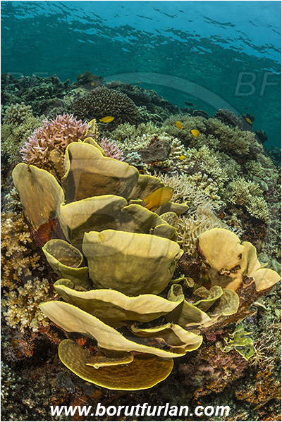 Teluk Cendrawasih, Papua, Indonesia, Echinopora sp., Echinopora, Merulinidae, Anthozoa, Cnidaria, Cnidarian, Coral, Reef