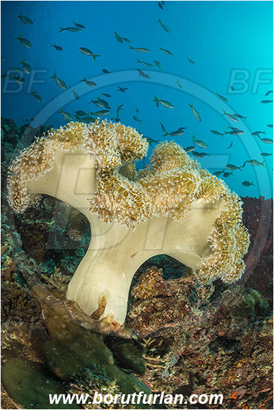 Teluk Cendrawasih, Papua, Indonesia, Sarcophyton sp., Sarcophyton, Alcyoniidae, Anthozoa, Cnidaria, Cnidarian, Mushroom Leather Coral, Leather Coral, Coral, Reef