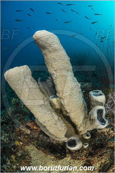 Teluk Cendrawasih, Papua, Indonesia, Callyspongia sp., Callyspongia, Callyspongiidae, Porifera, Vase sponge, Sponge, Reef