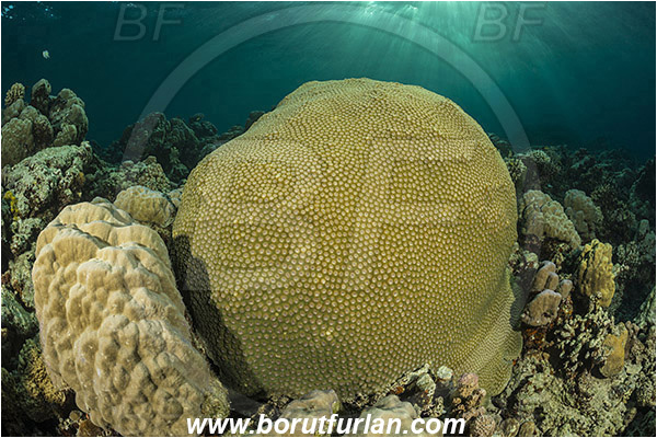Teluk Cendrawasih, Papua, Indonesia, Diploastrea heliopora, Diploastrea, Diploastreidae, Honeycomb coral, Coral, Anthozoa, Cnidaria, Cnidarian, Reef