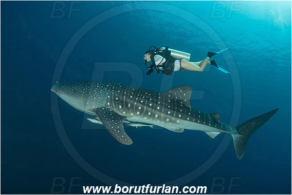 Teluk Cendrawasih, Papua, Indonesia, Rhincodon typus, Rhincodon, Rhincodontidae, Elasmobranchii, Whale shark, Shark, Fish, Echeneis naucrates, Echeneidae, Slender Suckerfish, Suckerfish, Diver