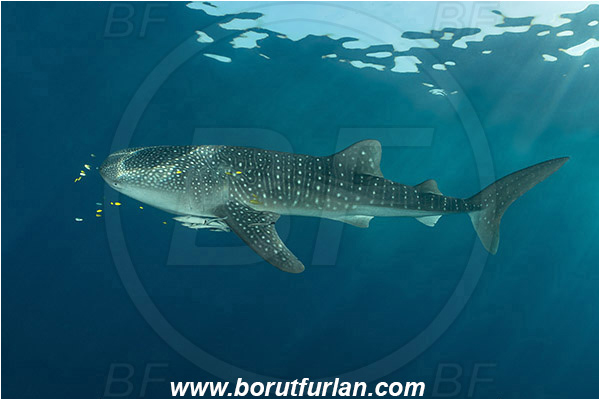 Teluk Cendrawasih, Papua, Indonesia, Rhincodon typus, Rhincodon, Rhincodontidae, Elasmobranchii, Whale shark, Shark, Fish, Echeneis naucrates, Echeneidae, Slender Suckerfish, Suckerfish