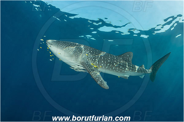 Teluk Cendrawasih, Papua, Indonesia, Rhincodon typus, Rhincodon, Rhincodontidae, Elasmobranchii, Whale shark, Shark, Fish, Echeneis naucrates, Echeneidae, Slender Suckerfish, Suckerfish