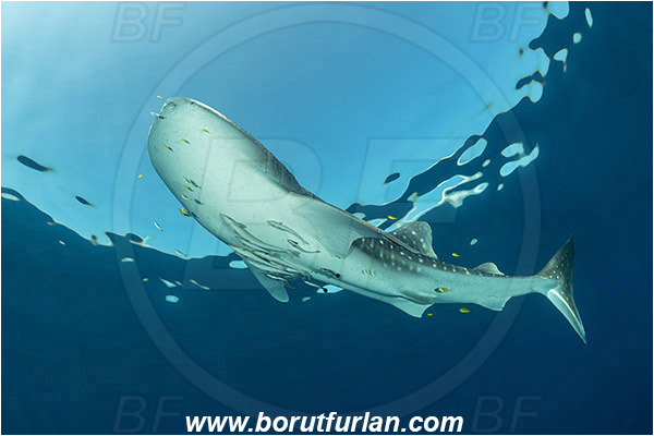 Teluk Cendrawasih, Papua, Indonesia, Rhincodon typus, Rhincodon, Rhincodontidae, Elasmobranchii, Whale shark, Shark, Fish, Echeneis naucrates, Echeneidae, Slender Suckerfish, Suckerfish