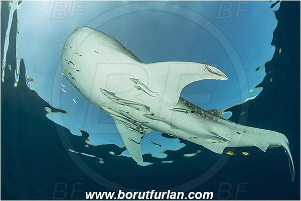 Teluk Cendrawasih, Papua, Indonesia, Rhincodon typus, Rhincodon, Rhincodontidae, Elasmobranchii, Whale shark, Shark, Fish, Echeneis naucrates, Echeneidae, Slender Suckerfish, Suckerfish