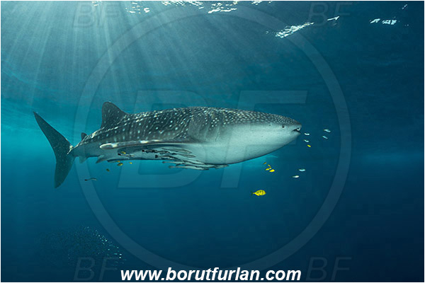 Teluk Cendrawasih, Papua, Indonesia, Rhincodon typus, Rhincodon, Rhincodontidae, Elasmobranchii, Whale shark, Shark, Fish, Echeneis naucrates, Echeneidae, Slender Suckerfish, Suckerfish