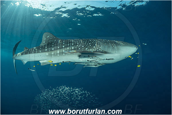Teluk Cendrawasih, Papua, Indonesia, Rhincodon typus, Rhincodon, Rhincodontidae, Elasmobranchii, Whale shark, Shark, Fish, Echeneis naucrates, Echeneidae, Slender Suckerfish, Suckerfish, Fish school