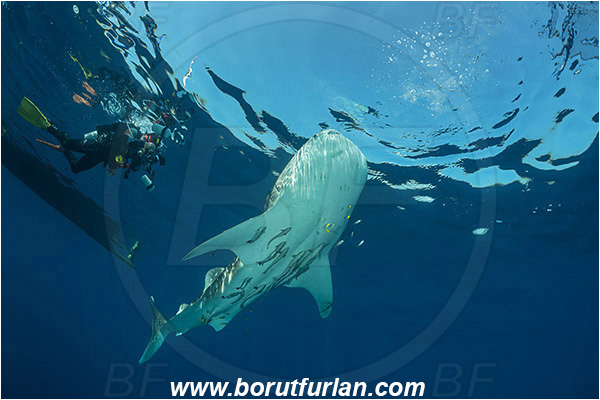Teluk Cendrawasih, Papua, Indonesia, Rhincodon typus, Rhincodon, Rhincodontidae, Elasmobranchii, Whale shark, Shark, Fish, Echeneis naucrates, Echeneidae, Slender Suckerfish, Suckerfish, Diver, Underwater photographer
