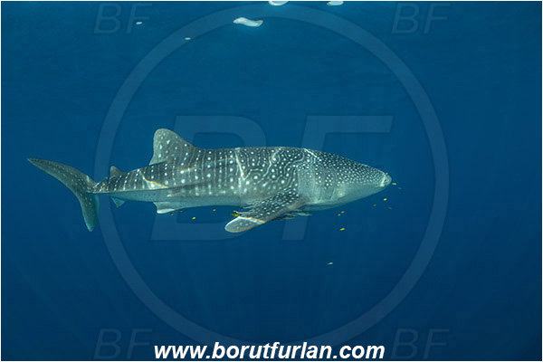 Teluk Cendrawasih, Papua, Indonesia, Rhincodon typus, Rhincodon, Rhincodontidae, Elasmobranchii, Whale shark, Shark, Fish