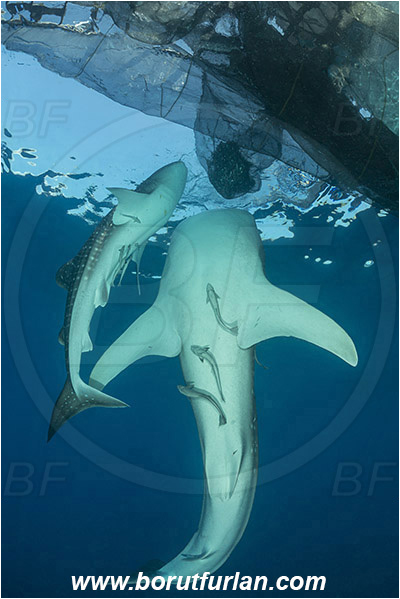 Teluk Cendrawasih, Papua, Indonesia, Rhincodon typus, Rhincodon, Rhincodontidae, Elasmobranchii, Whale shark, Shark, Fish, Echeneis naucrates, Echeneidae, Slender Suckerfish, Suckerfish, Bagan (Fishing platform)