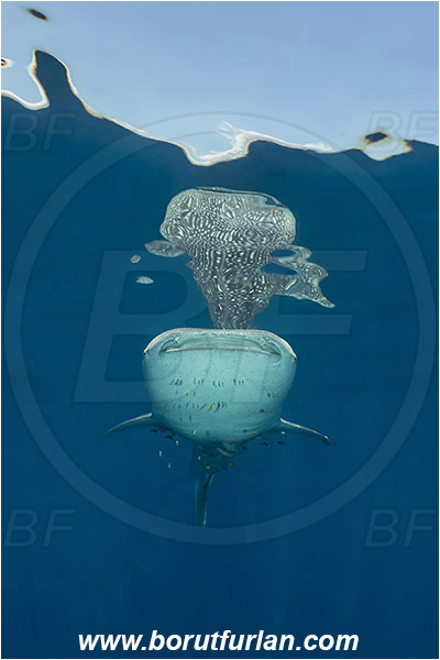 Teluk Cendrawasih, Papua, Indonesia, Rhincodon typus, Rhincodon, Rhincodontidae, Elasmobranchii, Whale shark, Shark, Fish, Reflection