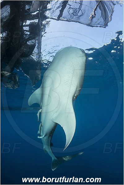 Teluk Cendrawasih, Papua, Indonesia, Rhincodon typus, Rhincodon, Rhincodontidae, Elasmobranchii, Whale shark, Shark, Fish, Bagan (Fishing platform)