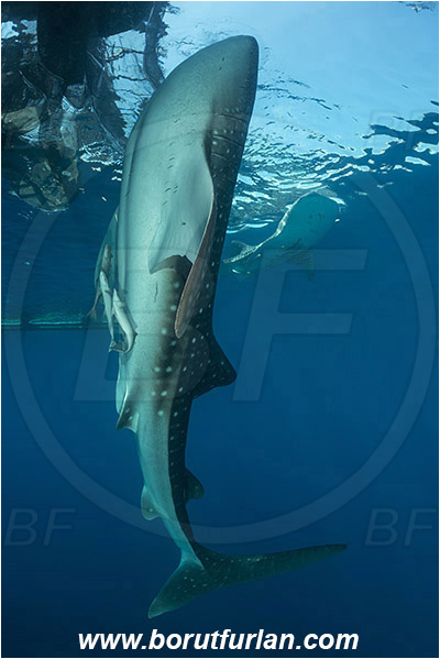 Teluk Cendrawasih, Papua, Indonesia, Rhincodon typus, Rhincodon, Rhincodontidae, Elasmobranchii, Whale shark, Shark, Fish, Echeneis naucrates, Echeneidae, Slender Suckerfish, Suckerfish, Bagan (Fishing platform)