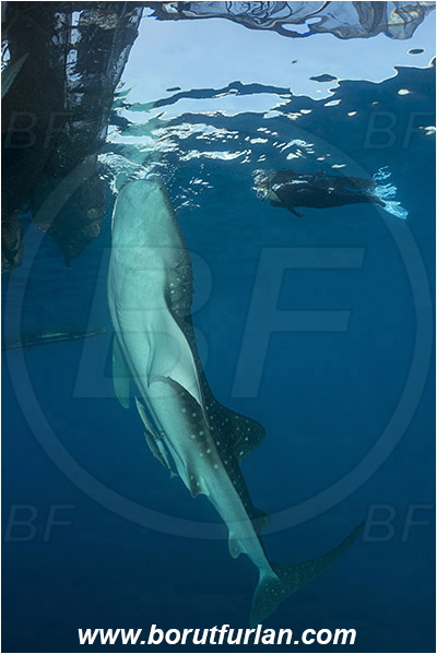Teluk Cendrawasih, Papua, Indonesia, Rhincodon typus, Rhincodon, Rhincodontidae, Elasmobranchii, Whale shark, Shark, Fish, Bagan (Fishing platform), Snorkeler, Snorkeling, Diver