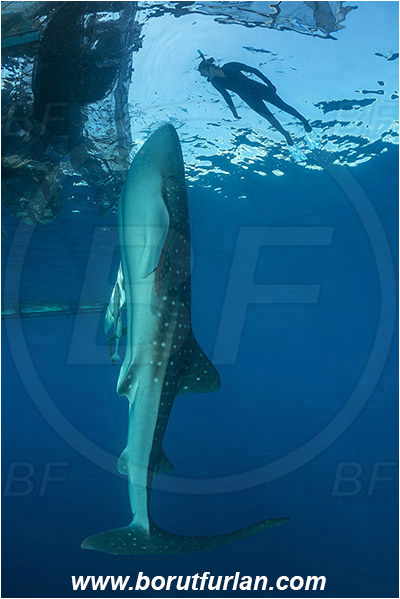 Teluk Cendrawasih, Papua, Indonesia, Rhincodon typus, Rhincodon, Rhincodontidae, Elasmobranchii, Whale shark, Shark, Fish, Bagan (Fishing platform), Diver, Snorkeler, Snorkeling