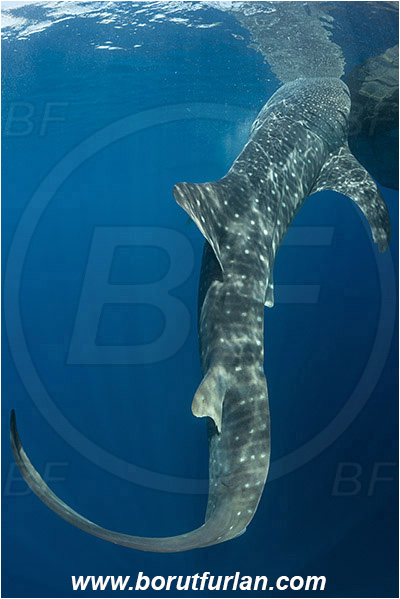 Teluk Cendrawasih, Papua, Indonesia, Rhincodon typus, Rhincodon, Rhincodontidae, Elasmobranchii, Whale shark, Shark, Fish