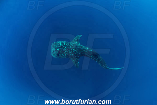 Teluk Cendrawasih, Papua, Indonesia, Rhincodon typus, Rhincodon, Rhincodontidae, Elasmobranchii, Whale shark, Shark, Fish