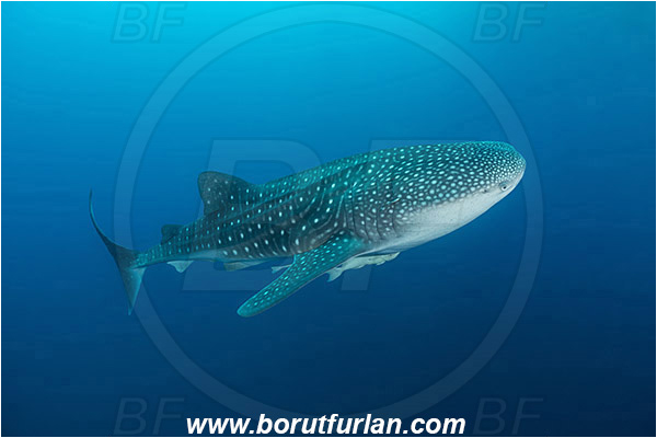 Teluk Cendrawasih, Papua, Indonesia, Rhincodon typus, Rhincodon, Rhincodontidae, Elasmobranchii, Whale shark, Shark, Fish, Echeneis naucrates, Echeneidae, Slender Suckerfish, Suckerfish