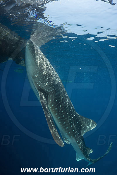 Teluk Cendrawasih, Papua, Indonesia, Rhincodon typus, Rhincodon, Rhincodontidae, Elasmobranchii, Whale shark, Shark, Fish, Reflection, Bagan (Fishing platform)