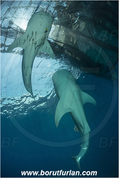 Teluk Cendrawasih, Papua, Indonesia, Rhincodon typus, Rhincodon, Rhincodontidae, Elasmobranchii, Whale shark, Shark, Fish, Echeneis naucrates, Echeneidae, Slender Suckerfish, Suckerfish, Bagan (Fishing platform)